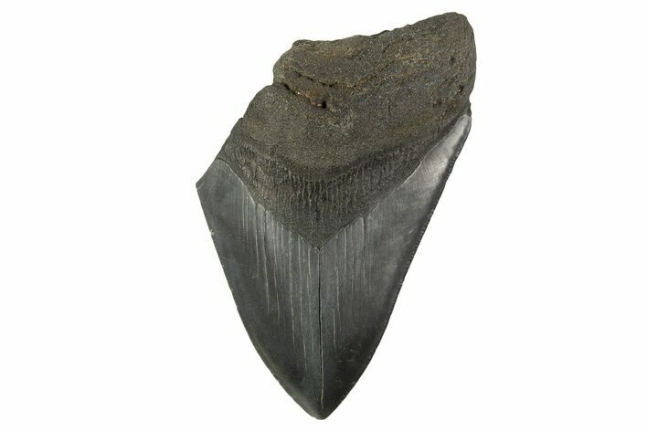 Partial Fossil Megalodon Tooth - Serrated Blade #332321